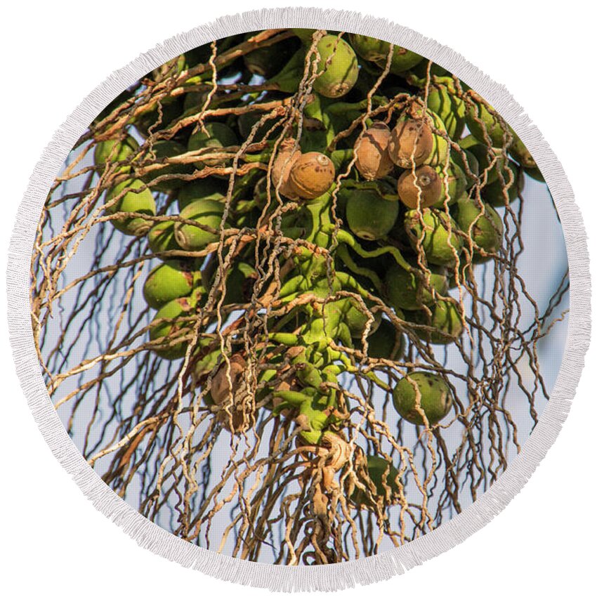 Agriculture Round Beach Towel featuring the photograph Fruits of a Date Tree by Adriana Zoon