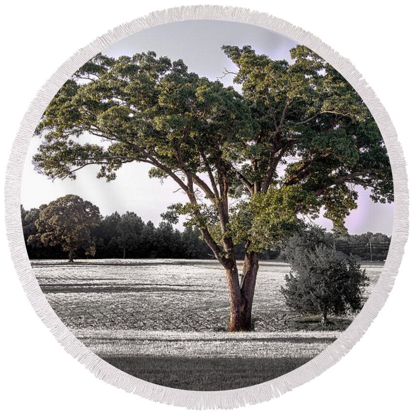 Tree Round Beach Towel featuring the photograph Full Tree by Metaphor Photo