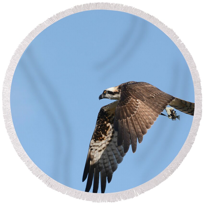 Osprey Round Beach Towel featuring the photograph Fully Loaded 2 by Fraida Gutovich