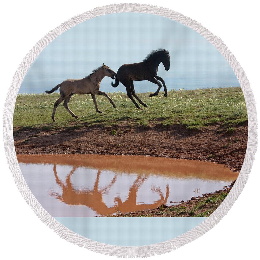Wild Horse Round Beach Towel featuring the photograph Fun in the Rockies- Wild Horse Foals by Mark Miller