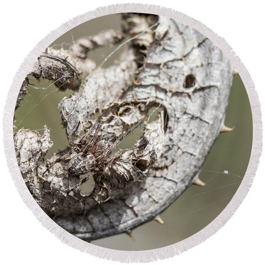 Animal Round Beach Towel featuring the photograph Furrow Orb Weaver on a dry thisle leaf by Jivko Nakev