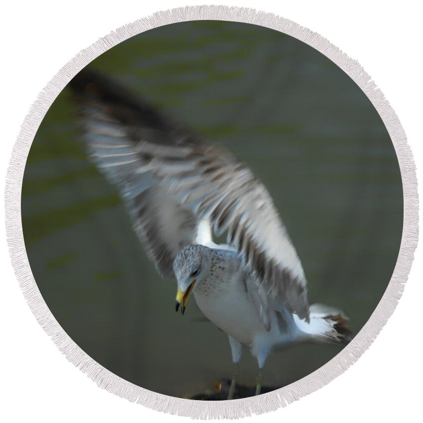 Seagull Round Beach Towel featuring the photograph Gabriel The Gull by Donna Blackhall