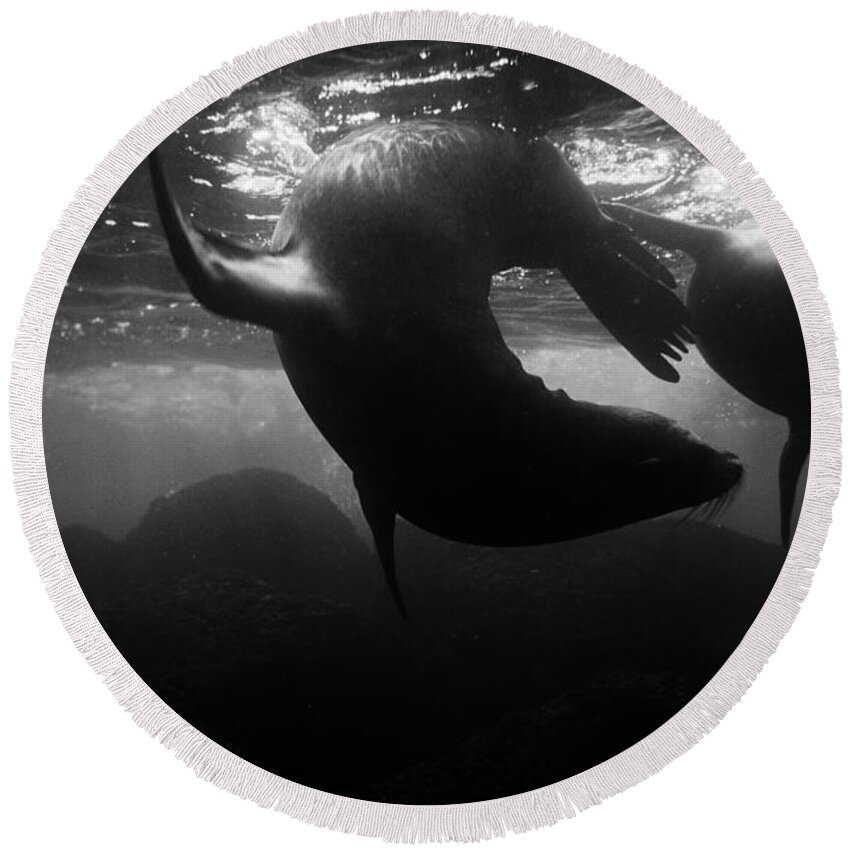Black And White Round Beach Towel featuring the photograph Galapagos_55-11 by Craig Lovell