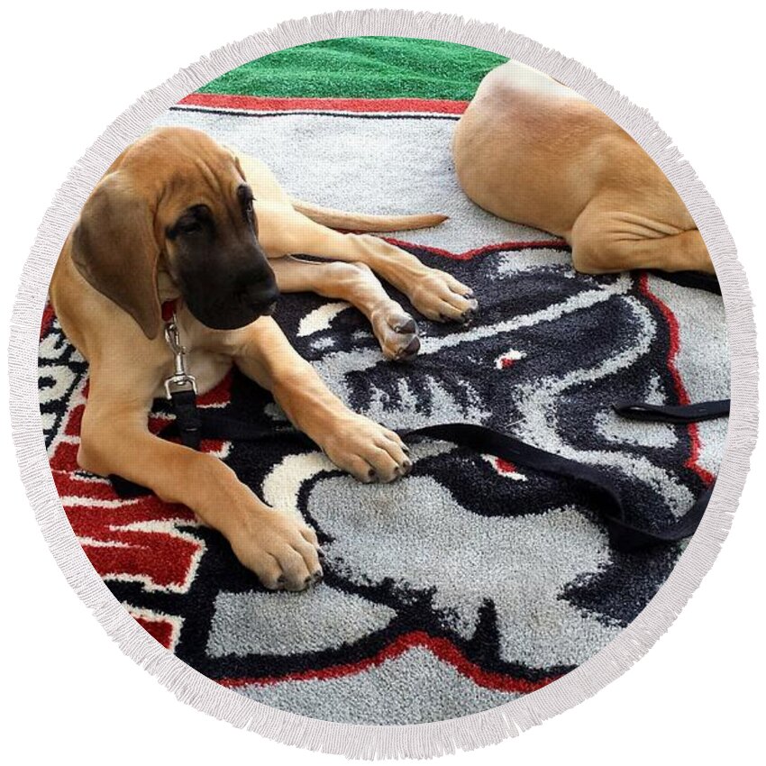 Gameday Round Beach Towel featuring the photograph Gameday Great Dane Puppies by Kenny Glover