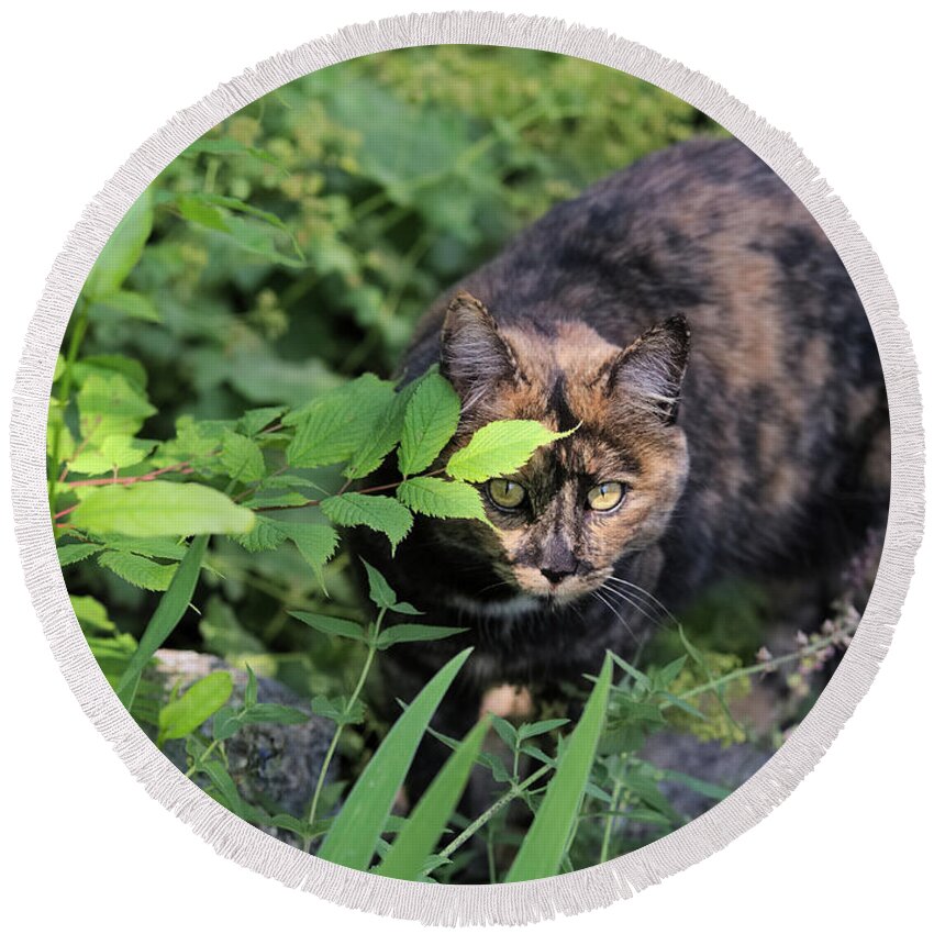 Cat Round Beach Towel featuring the photograph Garden Cat on the Hunt by Kae Cheatham