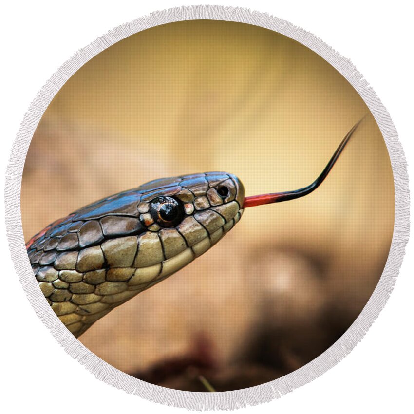 Animals Round Beach Towel featuring the photograph Garter Snake and Tongue by Robert Potts