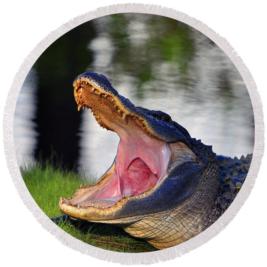 American Alligator Round Beach Towel featuring the photograph Gator Gullet by Al Powell Photography USA
