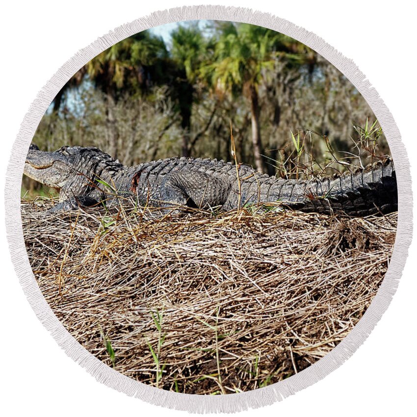 American Alligator Sunning Round Beach Towel featuring the photograph Gator Sunning by Sally Weigand