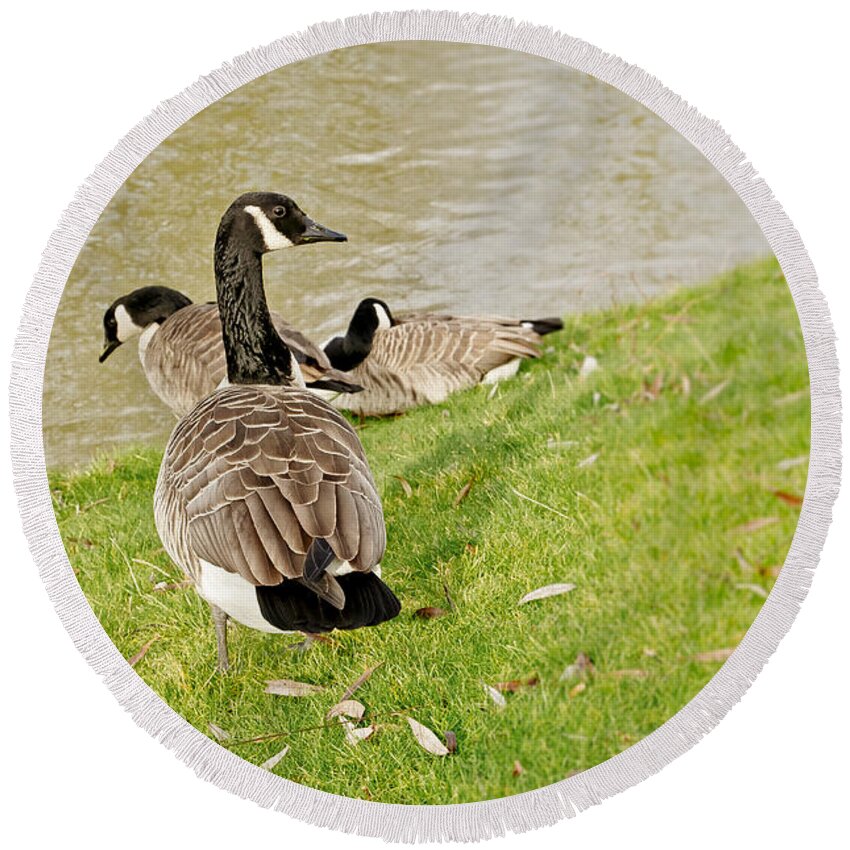 Goose Round Beach Towel featuring the photograph Geese in Cambridge winter. by Elena Perelman
