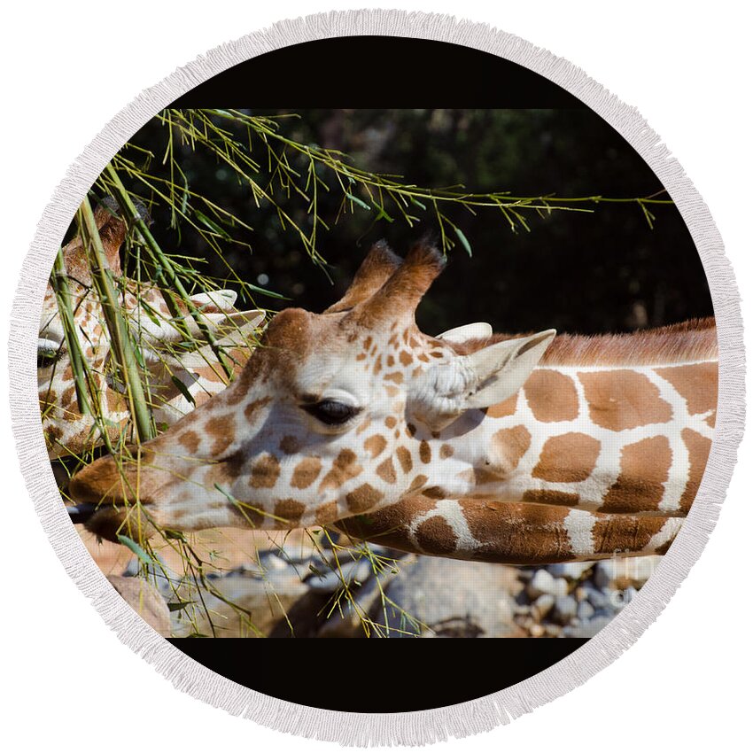 Giraffe Round Beach Towel featuring the photograph Gentle Beauty by Donna Brown