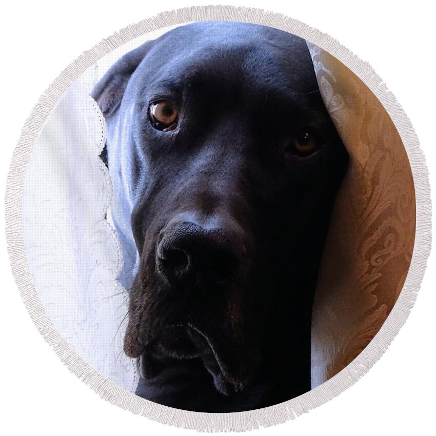 Great Dane Round Beach Towel featuring the photograph Gentle Giant by Theresa Campbell