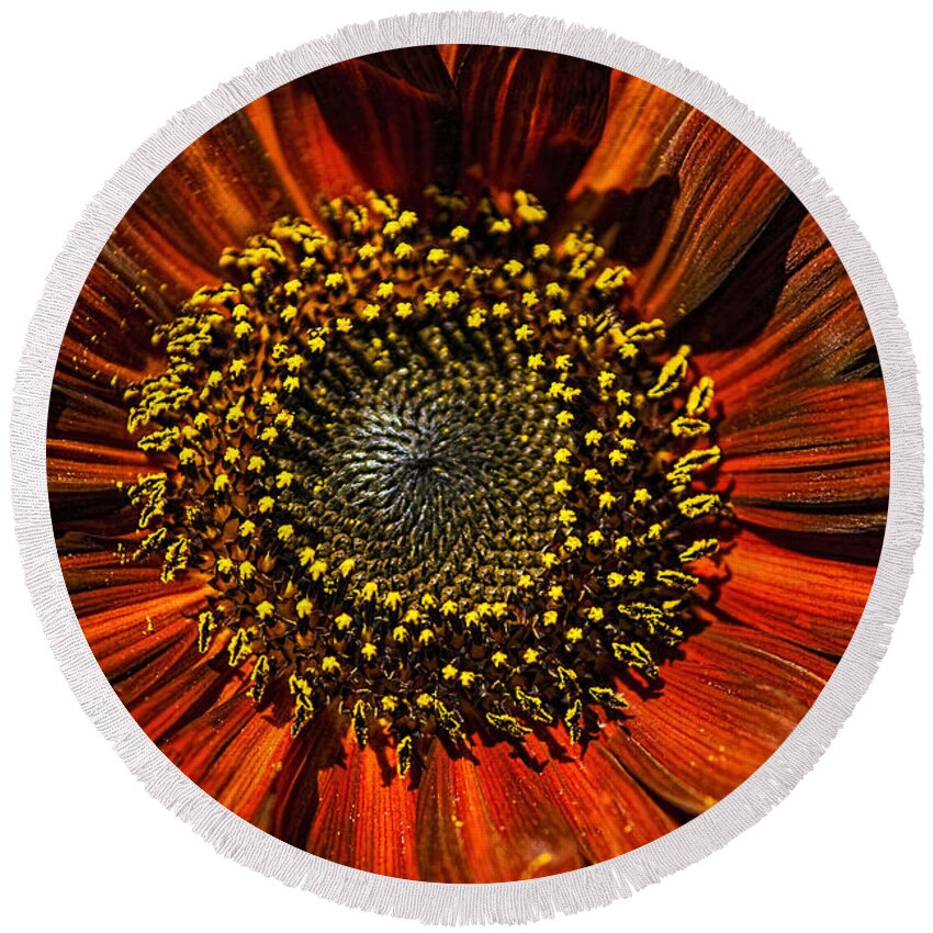 Flowers Round Beach Towel featuring the photograph Gerber Daisy Full On by Roger Passman