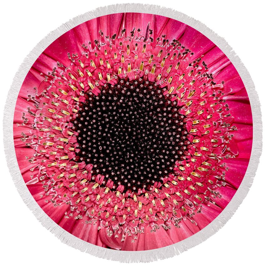 Flower Round Beach Towel featuring the photograph Gerbera by Andreas Freund