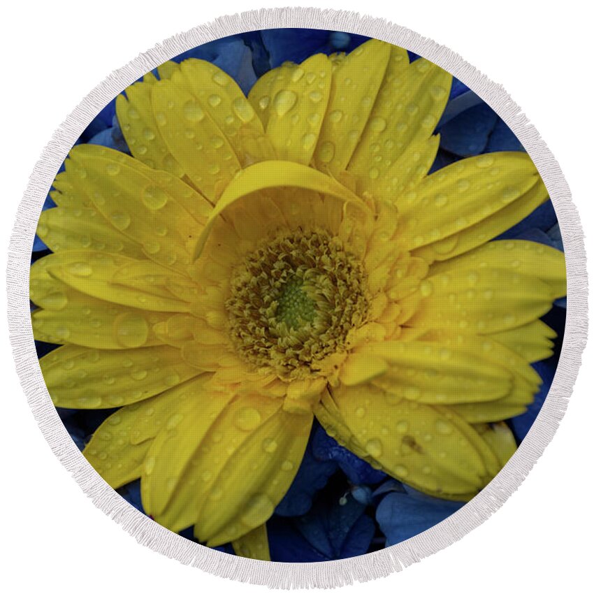 White Daisies Round Beach Towel featuring the photograph Gerbera X by Paulo Goncalves