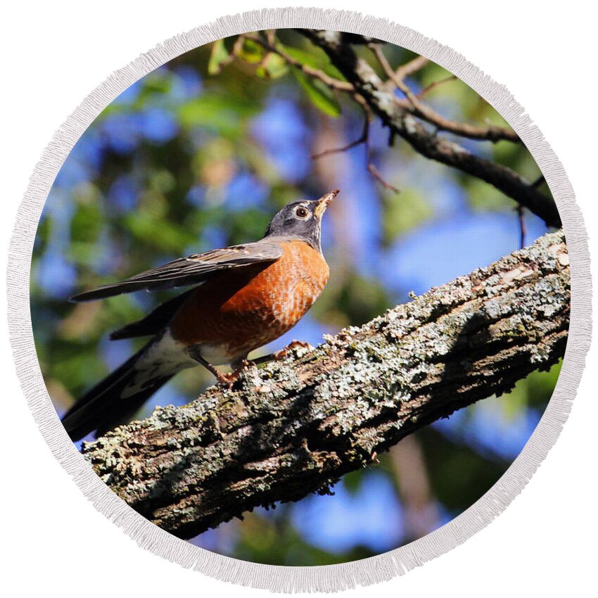 American Robin Round Beach Towel featuring the photograph Get Down and Boogie by Jennifer Robin