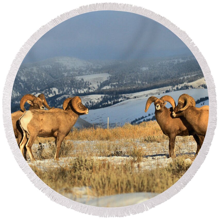 Bighorn Round Beach Towel featuring the photograph Getting Ready For Battle by Adam Jewell