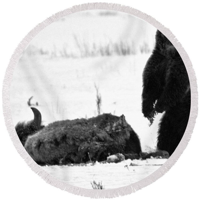 Grizzly Bear Round Beach Towel featuring the photograph Getting Ready For Dinner - Yellowstone Grizzly 2018 Crop Black And White by Adam Jewell