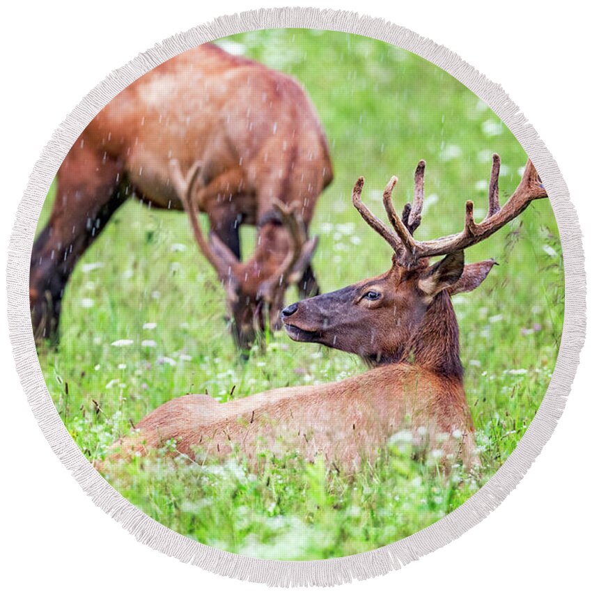 Elk Round Beach Towel featuring the photograph Getting Wet by Todd Ryburn