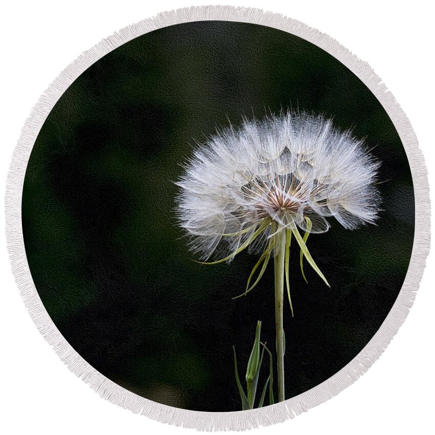 Giant Dandelion Round Beach Towel featuring the photograph Giant Dandelion Salsify by Jemmy Archer