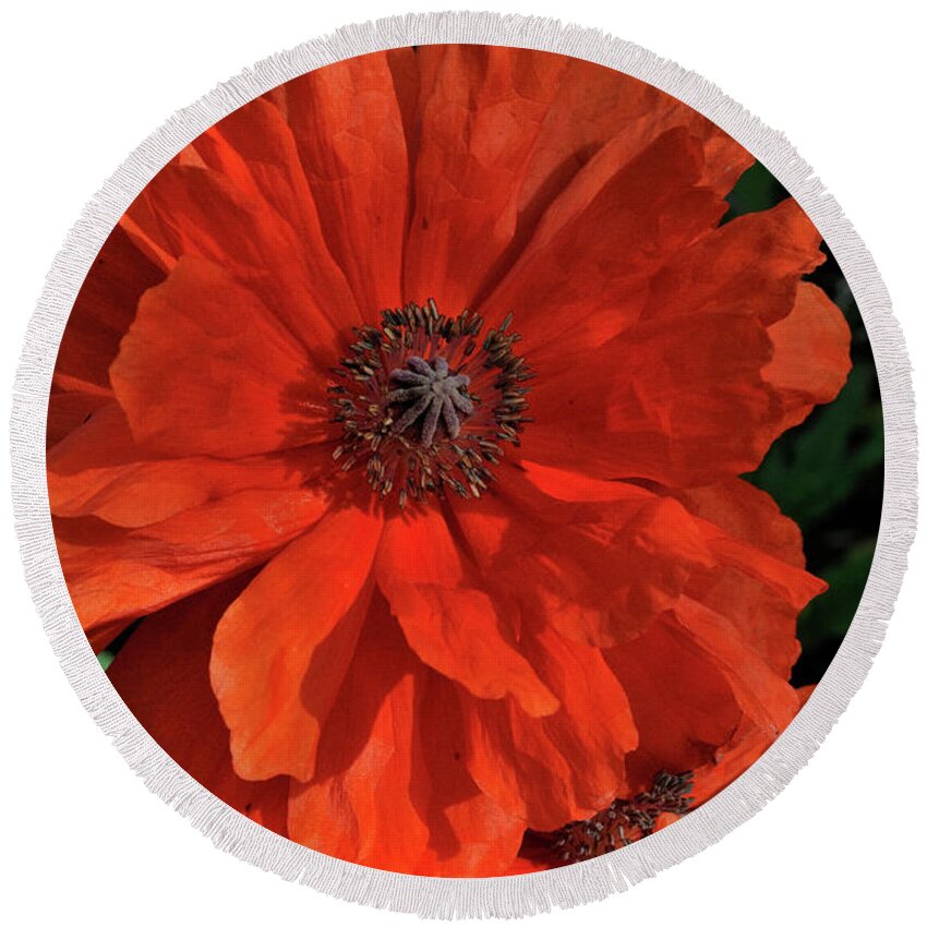 Flowers.poppy Round Beach Towel featuring the photograph Giant Mountain Poppy by Ron Cline