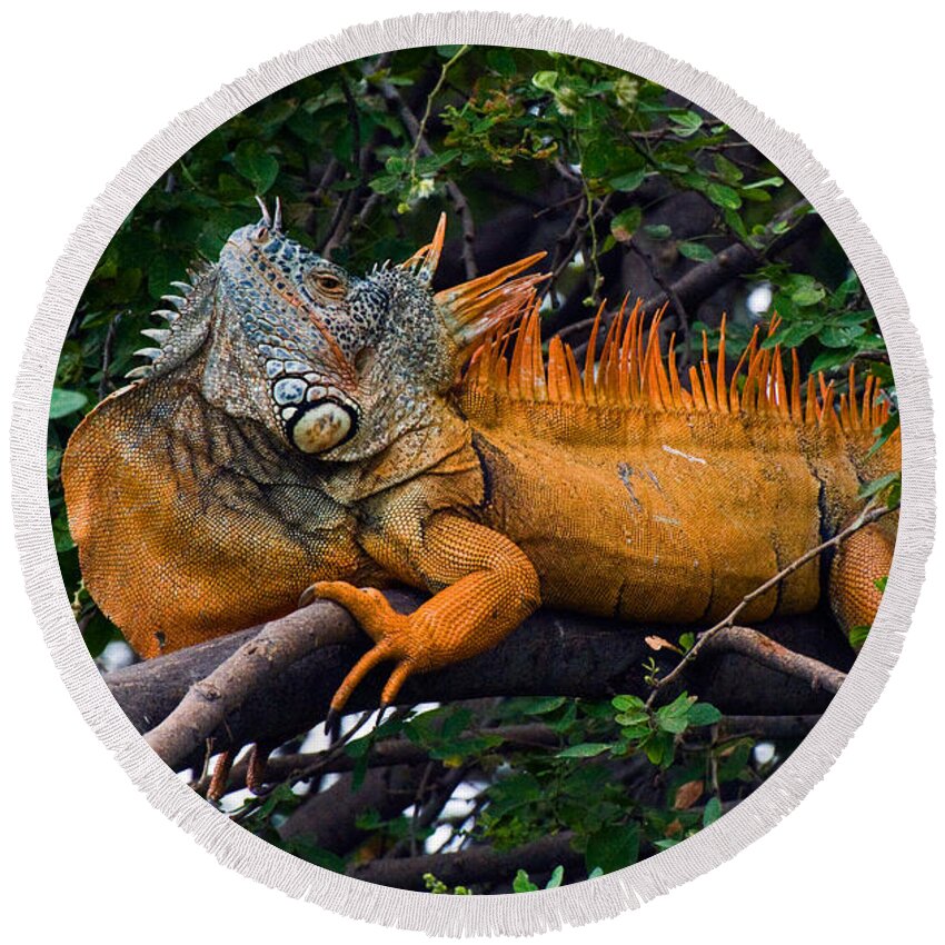 Mexico Round Beach Towel featuring the photograph Giant Orange Iguana by Ginger Wakem