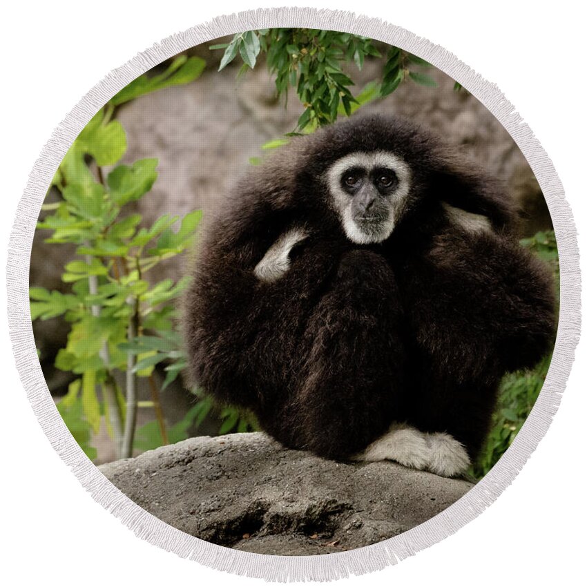 Animals Round Beach Towel featuring the photograph Gibbon by Alexander Fedin