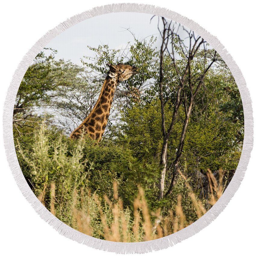 Animals Round Beach Towel featuring the photograph Giraffe browsing by Patrick Kain