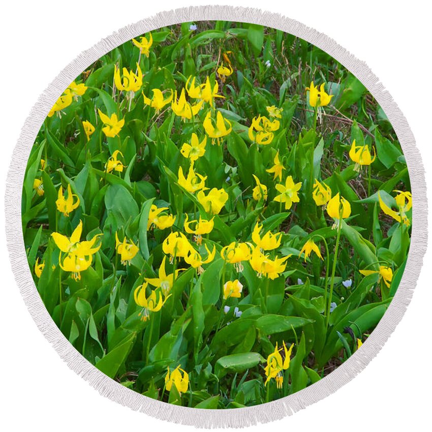 Glacier Lilly Round Beach Towel featuring the photograph Glacier Lilly Wildflower Meadow - Glacier National Park by Ram Vasudev