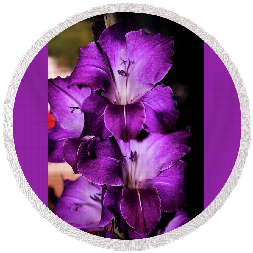  Round Beach Towel featuring the photograph Gladiolous by Dr Janine Williams