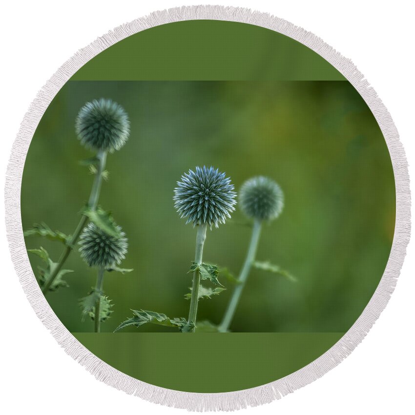 Flowers Round Beach Towel featuring the photograph Globe Thistles Echinops by David Smith
