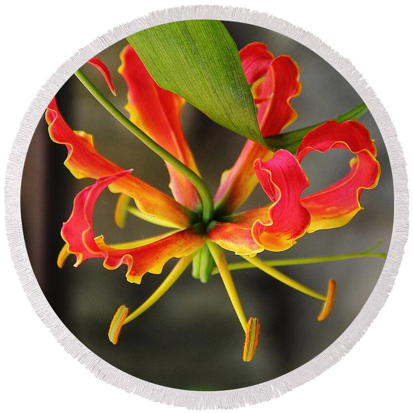 Flower Round Beach Towel featuring the photograph Gloriosa Lily by Allen Nice-Webb