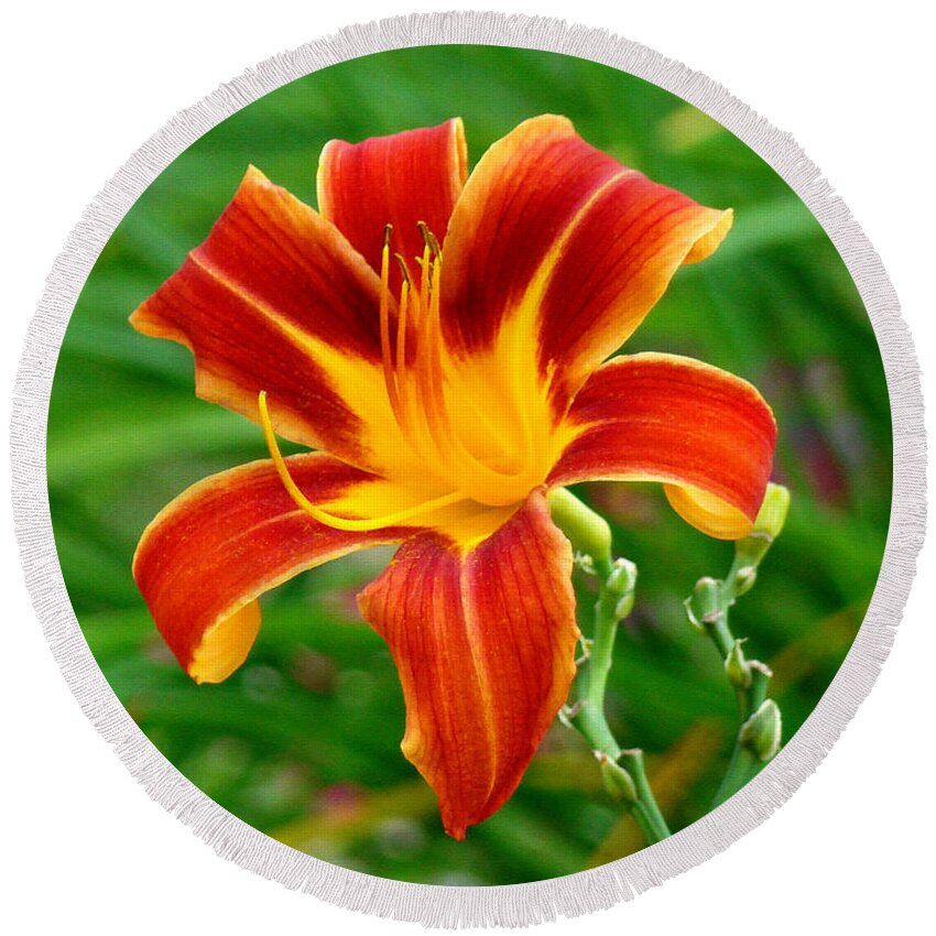Lily Round Beach Towel featuring the photograph Glorious Daylily by Sue Melvin