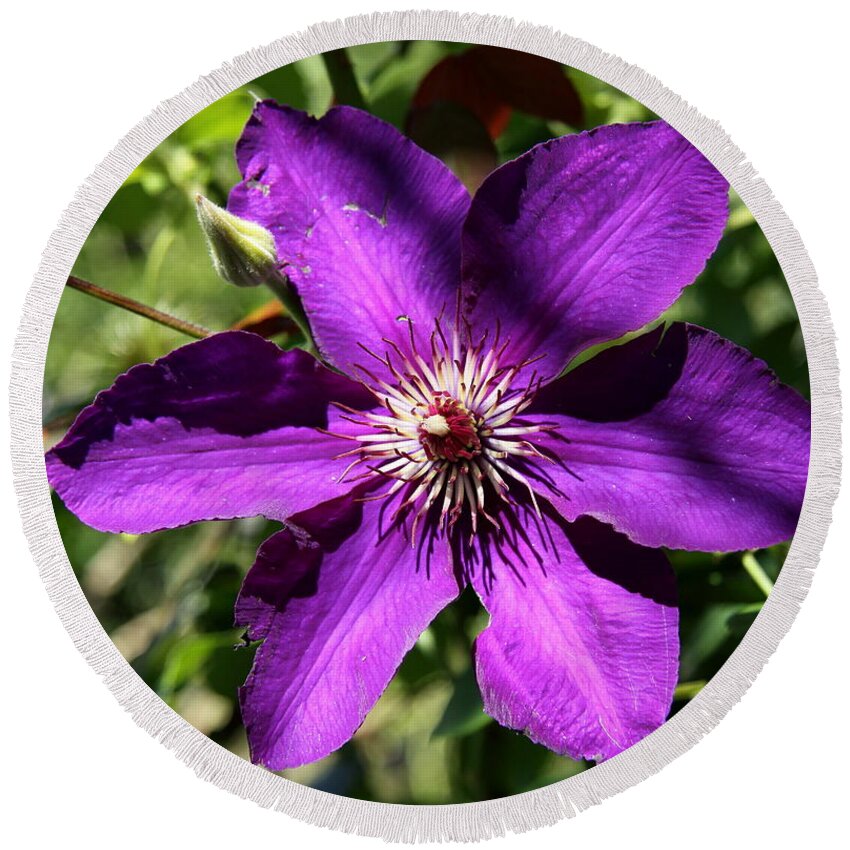 Clematis Round Beach Towel featuring the photograph Gloriously Purple by Christiane Schulze Art And Photography