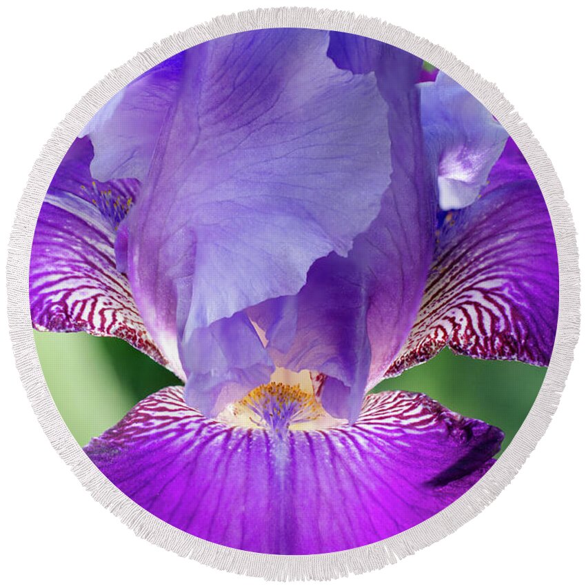 Flowers Round Beach Towel featuring the photograph Glowing Iris Floral / Botanical / Nature Photograph by PIPA Fine Art - Simply Solid