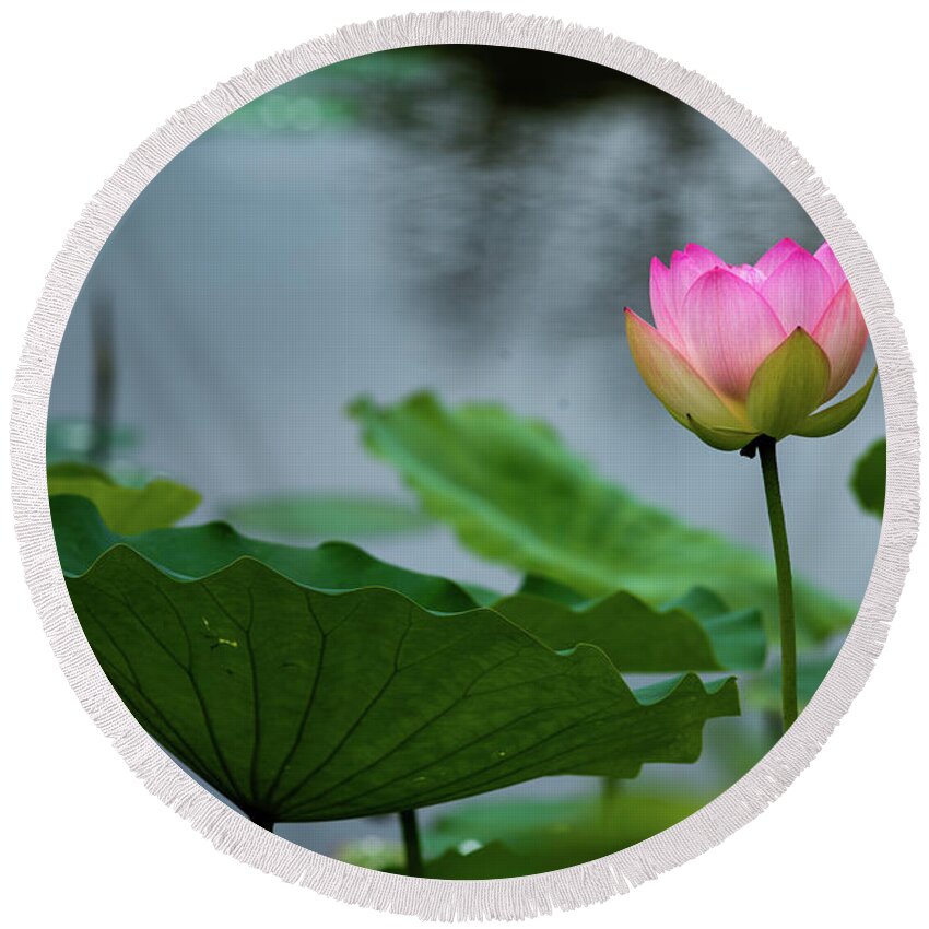 Bloom Round Beach Towel featuring the photograph Glowing Lotus Lily by Dennis Dame
