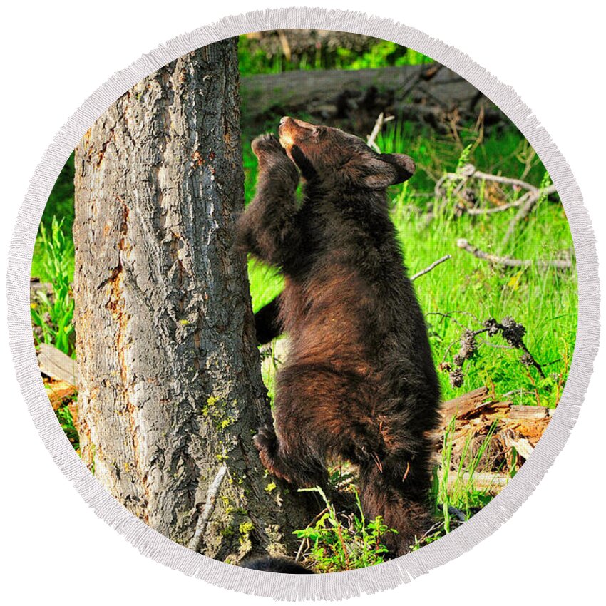 Bear Cub Round Beach Towel featuring the photograph Go Climb A Tree by Greg Norrell