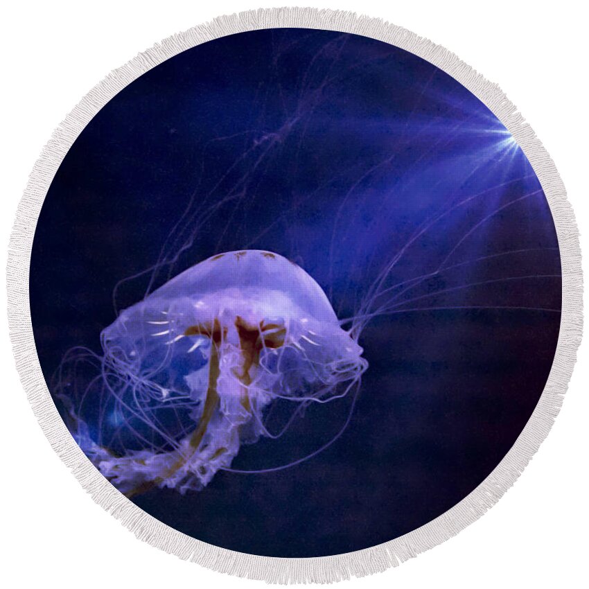 Sea Nettle Jellyfish Round Beach Towel featuring the photograph Go Into the Light by Suzanne Stout