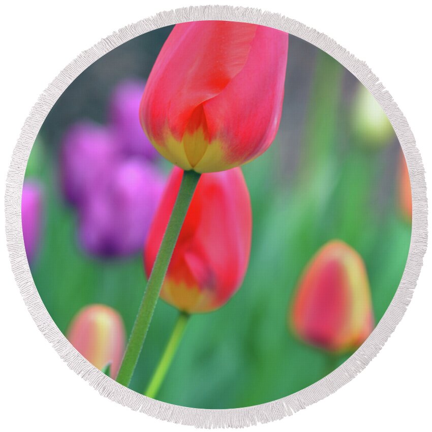 Tulip Round Beach Towel featuring the photograph Go Your Own Way by Angelina Tamez