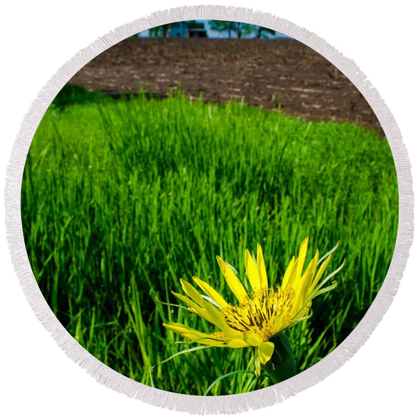 Flower Round Beach Towel featuring the photograph Goat's Beard on Nelson Farm by Jeff Phillippi