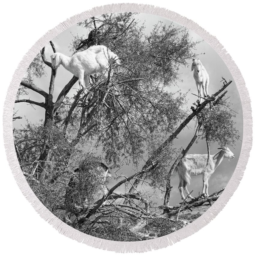 Morocco Round Beach Towel featuring the photograph Goats in Tree BW by Chuck Kuhn