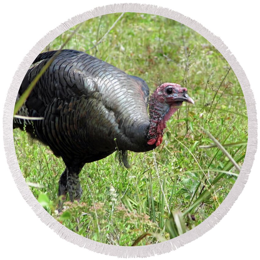Turkey Round Beach Towel featuring the photograph Gobbler by D Hackett