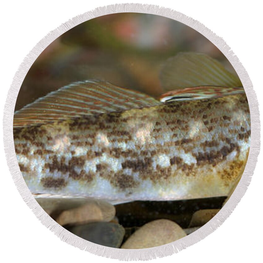 Fish Round Beach Towel featuring the photograph Goby Fish by Ted Kinsman