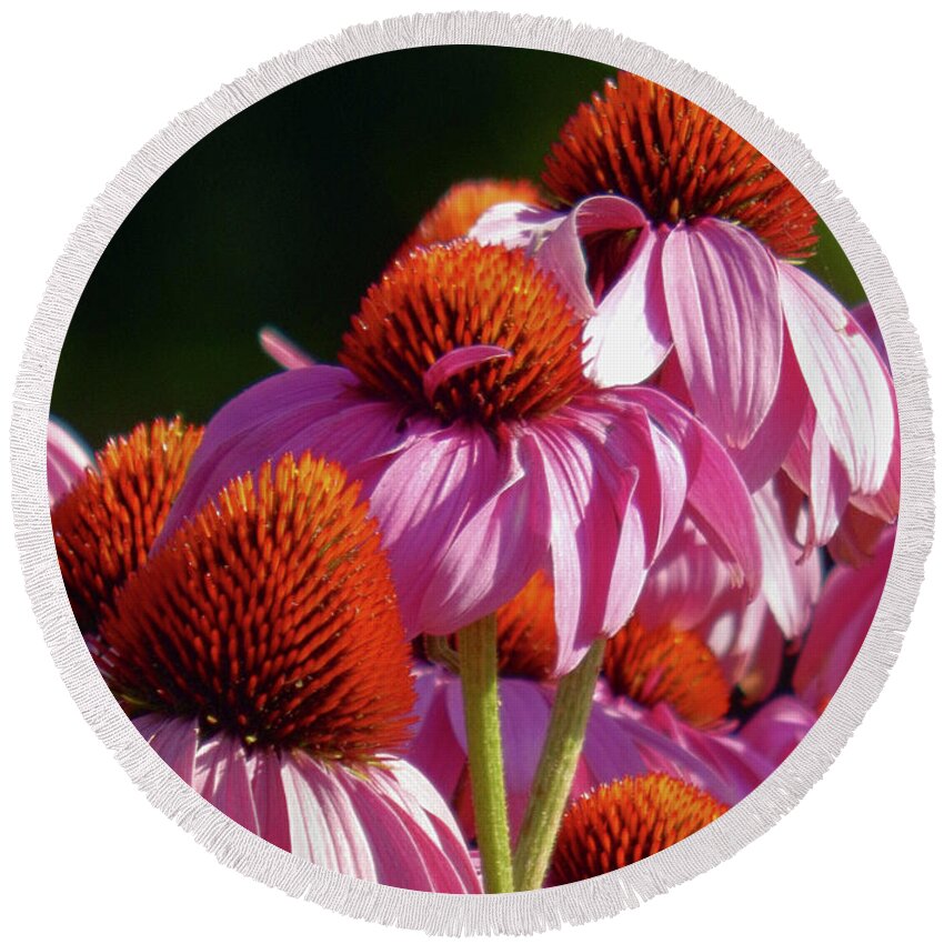 Coneflowers Round Beach Towel featuring the photograph Going Up by Wild Thing