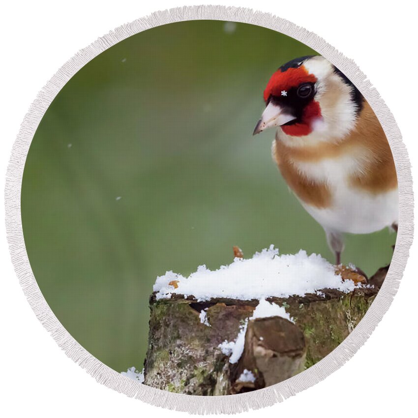 Goldfinch Round Beach Towel featuring the photograph Gold finch sat on a snowy log in winter by Simon Bratt
