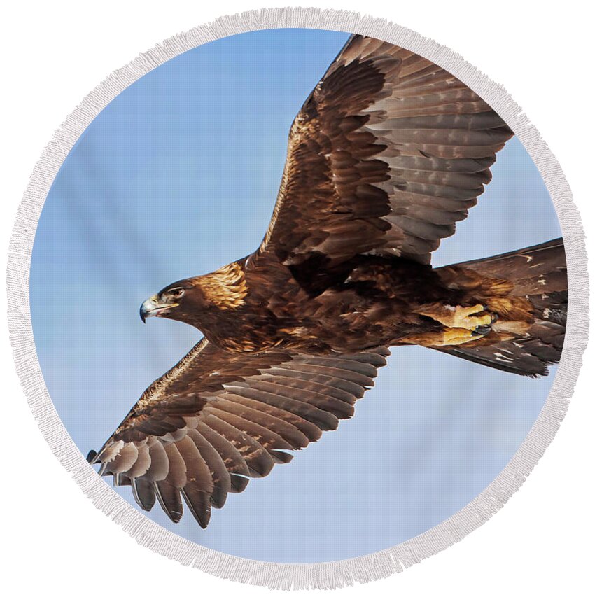 Golden Eagle Round Beach Towel featuring the photograph Golden Eagle Flight by Mark Miller