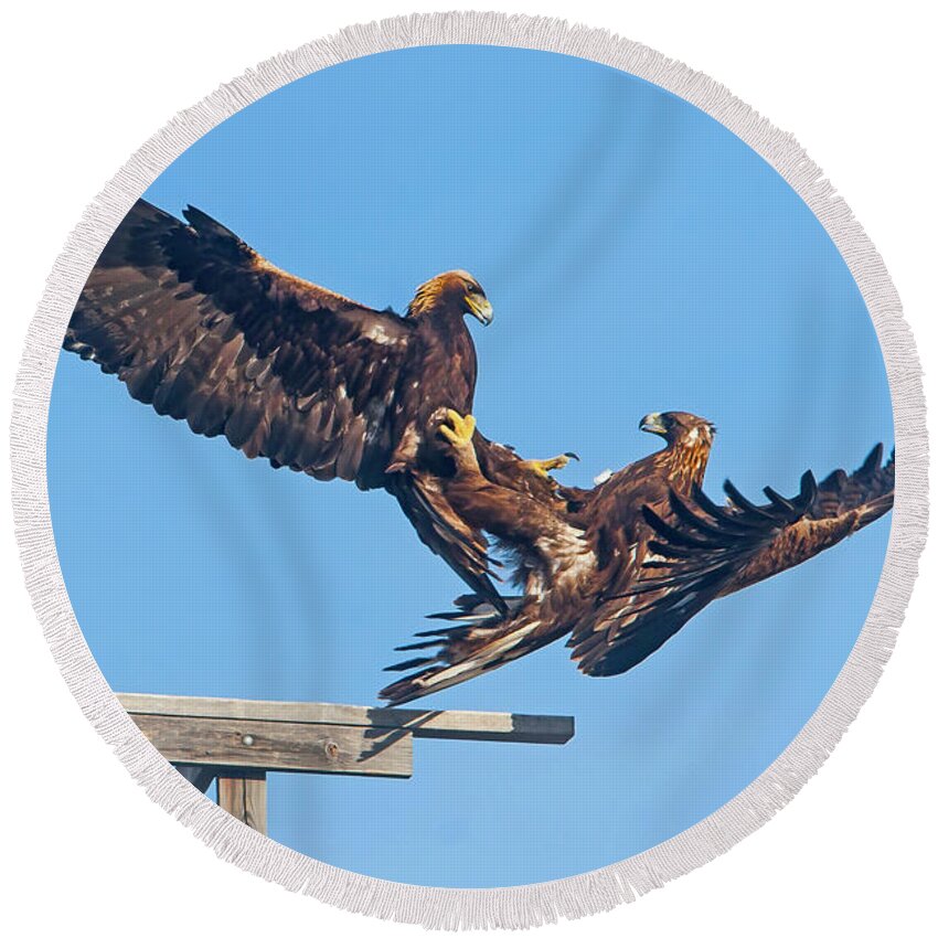 Mark Miller Photos Round Beach Towel featuring the photograph Golden Eagle Courtship by Mark Miller