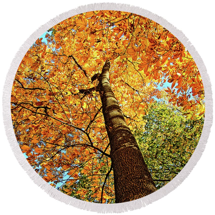 Hickory Tree Round Beach Towel featuring the photograph Golden Hickory by Peg Runyan