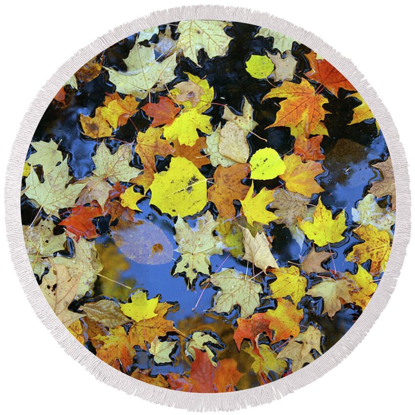 Maple Round Beach Towel featuring the photograph Golden maple leaves on water by GoodMood Art