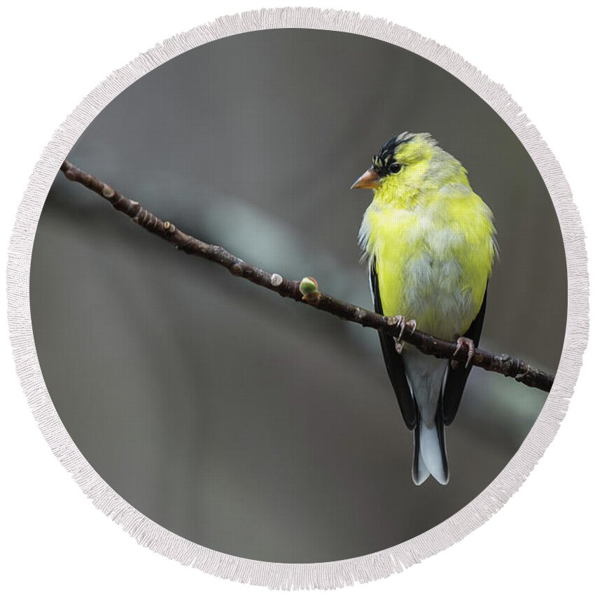 Birds Round Beach Towel featuring the photograph Goldfinch with Spring Buds by John Haldane