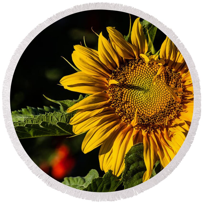 Sunflower Round Beach Towel featuring the photograph Good Morning by Alana Thrower